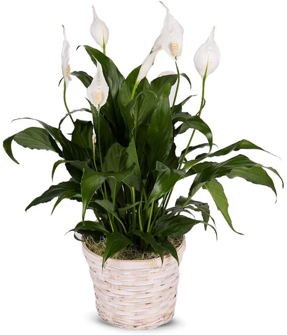Serene Peace Plant- Premium Lily Potted