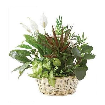 Mixed Greens Dish Flower Plant Garden - Fine Gifts La Bella Basket Company