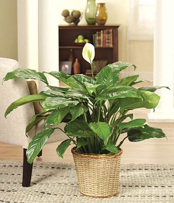 Classic Peaceful Lily Plant