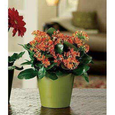 Colorful Kalanchoe Flowering Plant - Fine Gifts La Bella Basket Company