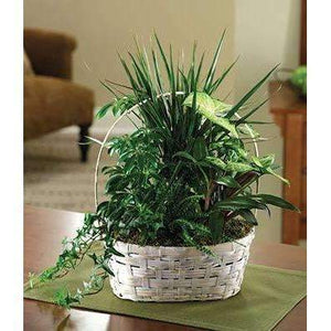 Luscious Green Garden Plant Basket - Fine Gifts La Bella Basket Company