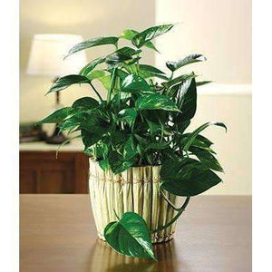 Philodendron Garden Plant - Fine Gifts La Bella Basket Company
