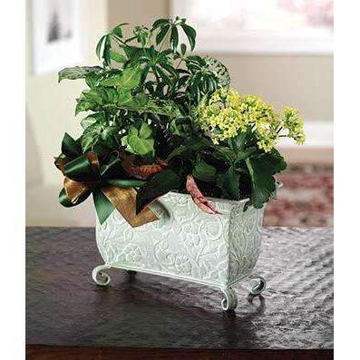 Sunshine Plant Garden - Fine Gifts La Bella Basket Company